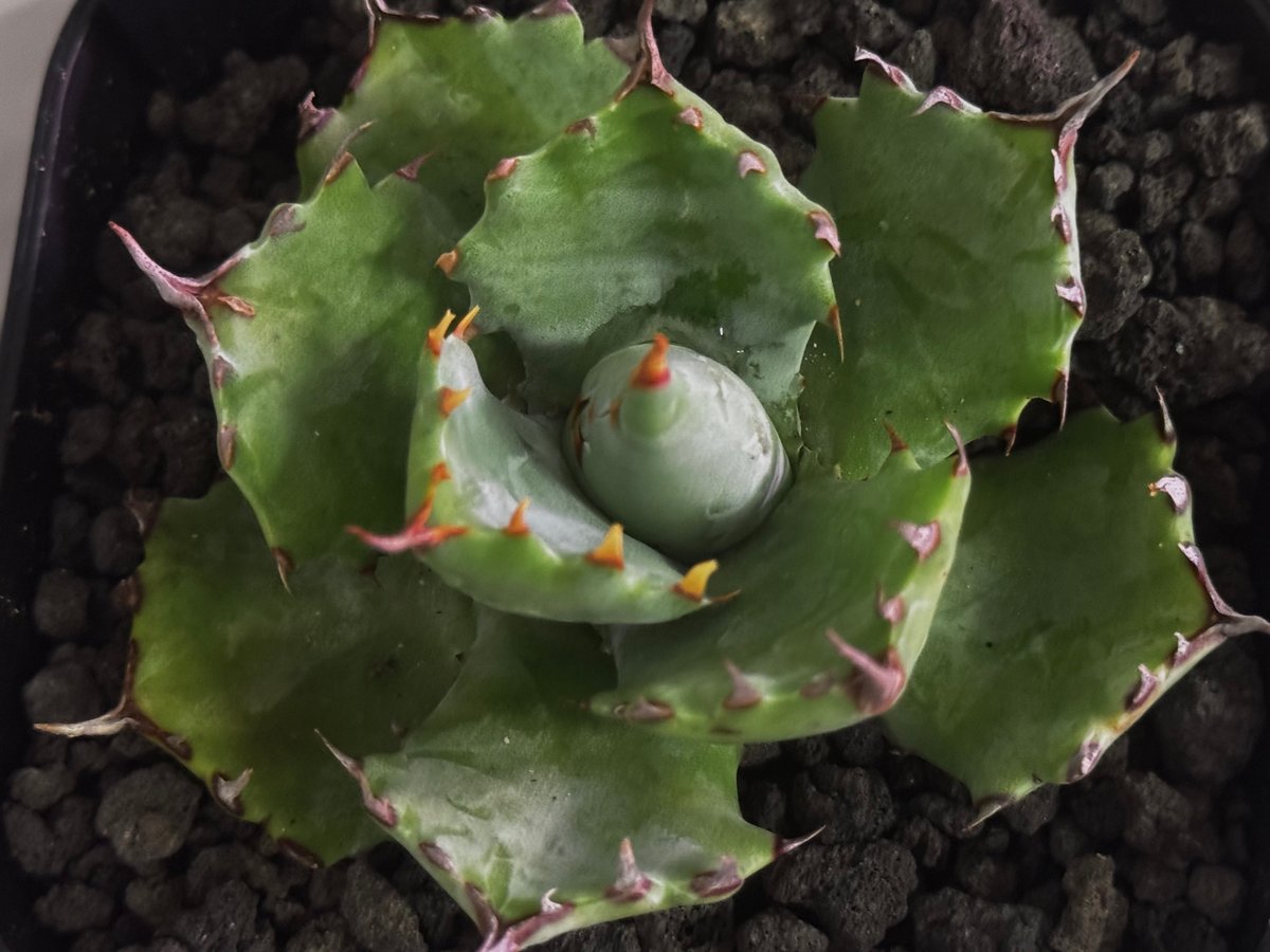 アガベ　姫蠍蟹 アガベ・姫蠍蟹 (小株)-001｜Agave gypsophila x isthmensis