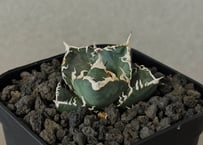 アガベ・チタノタ白鯨（縞斑）中-001｜agave titanota white whale