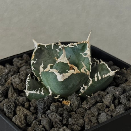 アガベ　南アフリカダイヤモンド錦 アガベ チタノタ 南アフリカダイヤモンド 