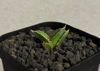 アガベ・チタノタ 白毫刺（芽）-017｜agave titanota | Plus_Plant