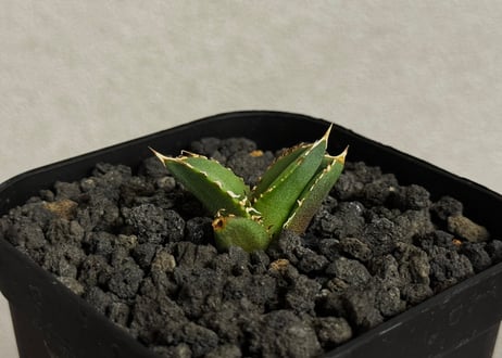 CATEGORY Titanota｜白毫刺 | Plus_Plants STORE