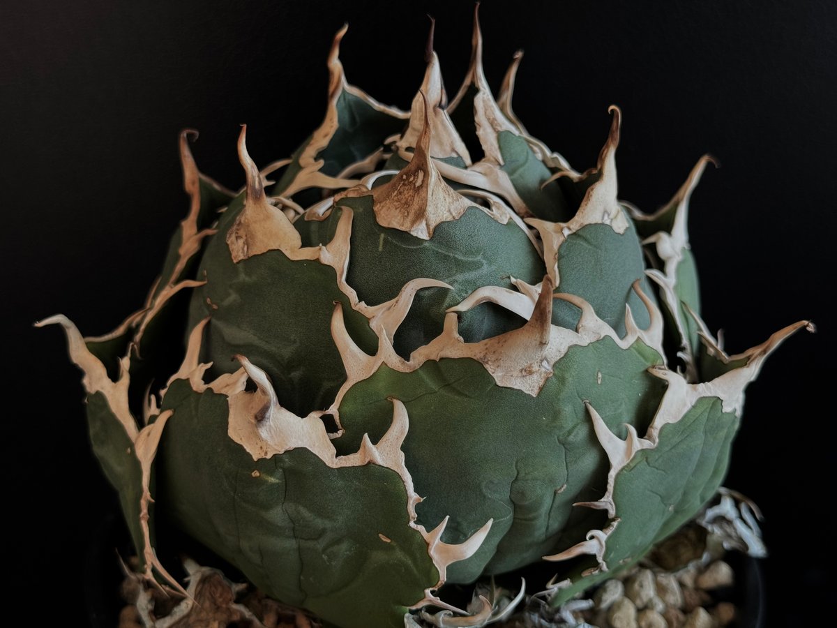 アガベ・チタノタ白鯨（ボールタイプ）大-067｜agave titanota