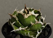 アガベ・チタノタ 蒼龍(小株)-005｜agave titanota blue dragon