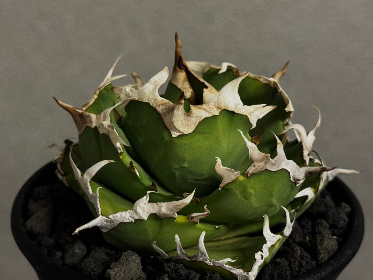 アガベ・チタノタ 中国螃蟹（厳選コンパクト）- 009｜agave titanota