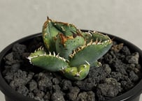 アガベ・チタノタ スナグルトゥース子株-002｜agave titanota snaggle