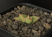 アガベ・一本刺|(芽)-001| agave isthmensis inermis | Plu アガベ・一本刺|(芽)-001| agave isthmensis inermis | Plu