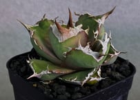 アガベ・チタノタ 白巫-003｜agave Titanota Wizard