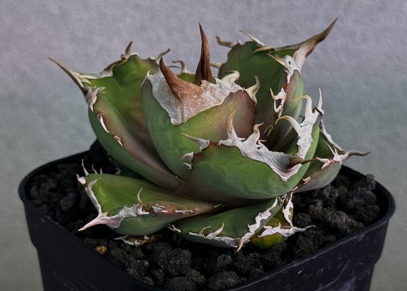 →アガベ→パキポ→チタノタ→グラキリス→ビスピノーサム→など アガベ・チタノタ 白巫-003｜agave Titanota Wizard | Plus_Pl