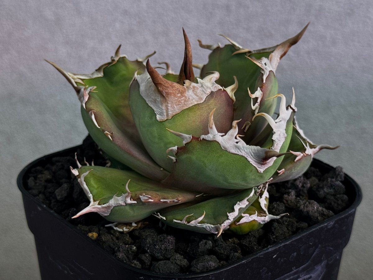 アガベ　チタノタ　NP003 小株 アガベ・チタノタ 白巫-003｜agave Titanota Wizard | Plus_Pl