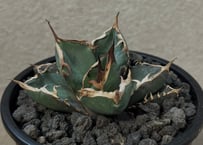 アガベ・チタノタ FO076/オテロイ(芽)006｜agave titanota FO-076