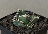 アガベ・チタノタ白鯨（縞斑）中-001｜agave titanota white whale