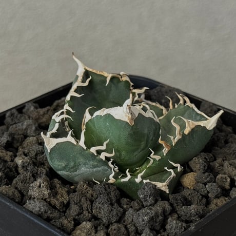 アガベ南アフリカダイヤモンド | STORES