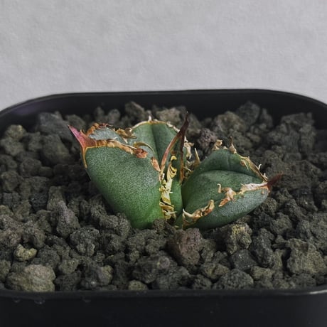 アガベ疣猪 | STORES