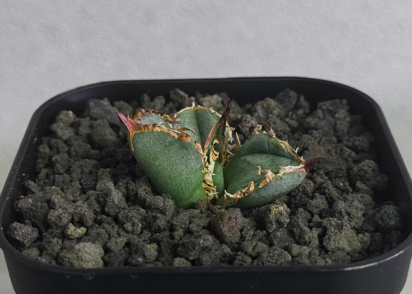 アガベ・チタノタ 疣猪/丸叶背刺（芽）-018｜agave titanota warthog