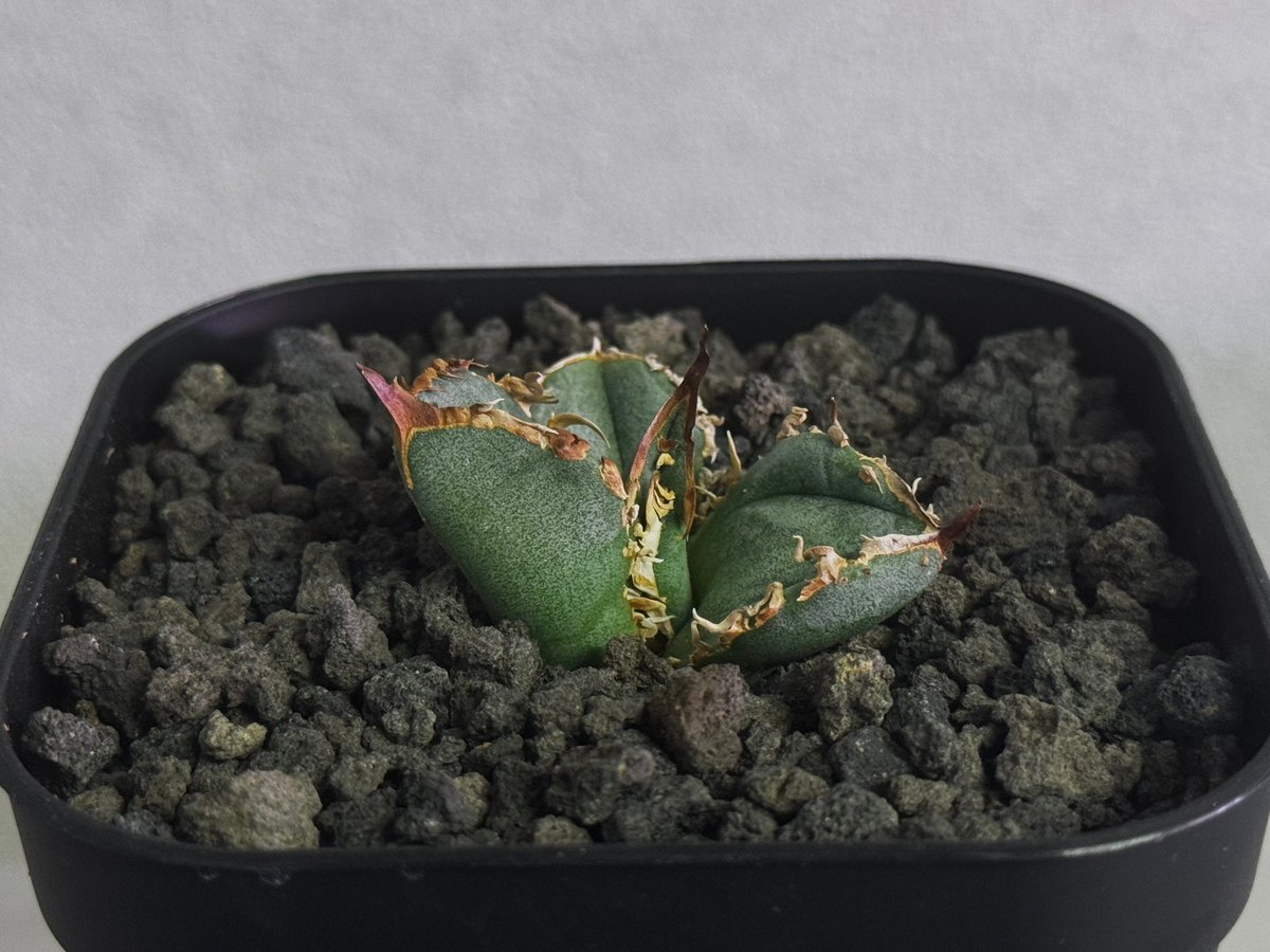 アガベ・チタノタ 疣猪/丸叶背刺（芽）-018｜agave titanota warthog