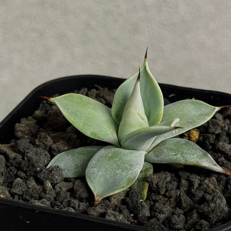 イシスメンシス | STORES