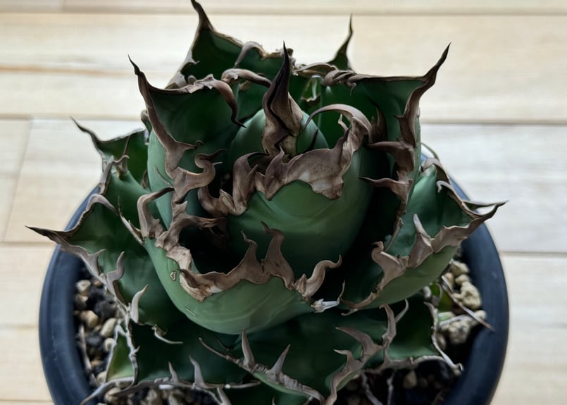 アガベ・チタノタ シーザー/CJ血統（凱撒）芽-007｜agave titanota caes