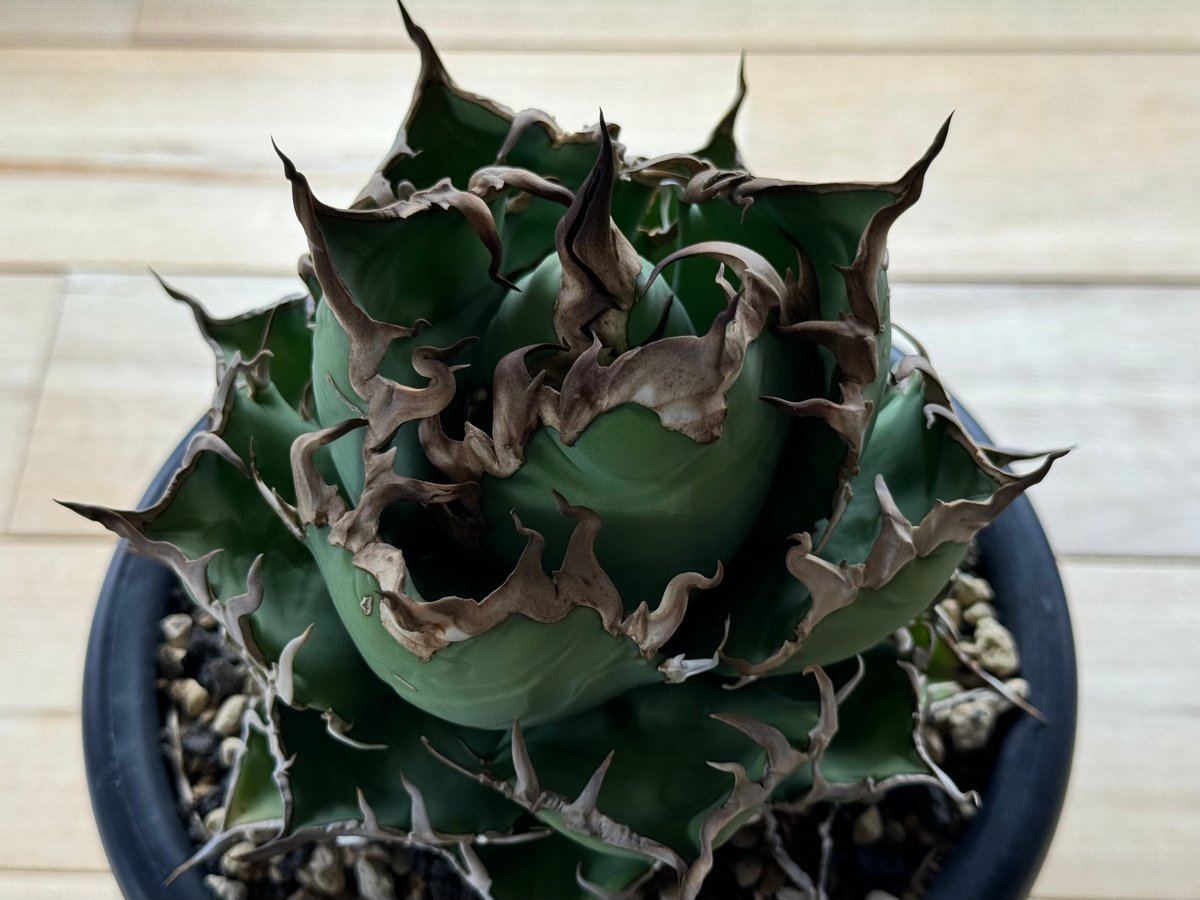 アガベ・チタノタ シーザー/CJ血統（凱撒）芽-007｜agave titanota caes