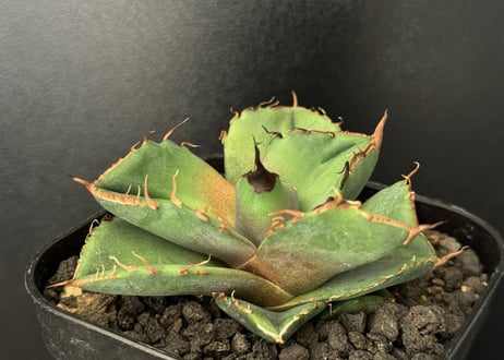親株 アガベ チタノタ ブラックダイヤモンド 黒豹 デカ子株付 x887アガベ チタノタ 黒豹 極上強棘（ダイヤモンド） 大甲蓋 子株
