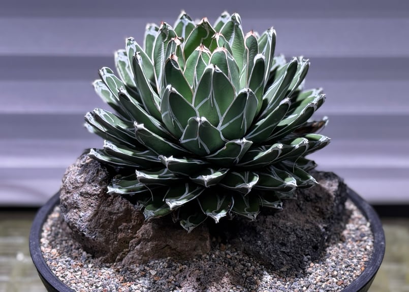 笹の雪　バリエガータ アガベ・笹の雪 Habitat Style-002｜agave victoriae-regin