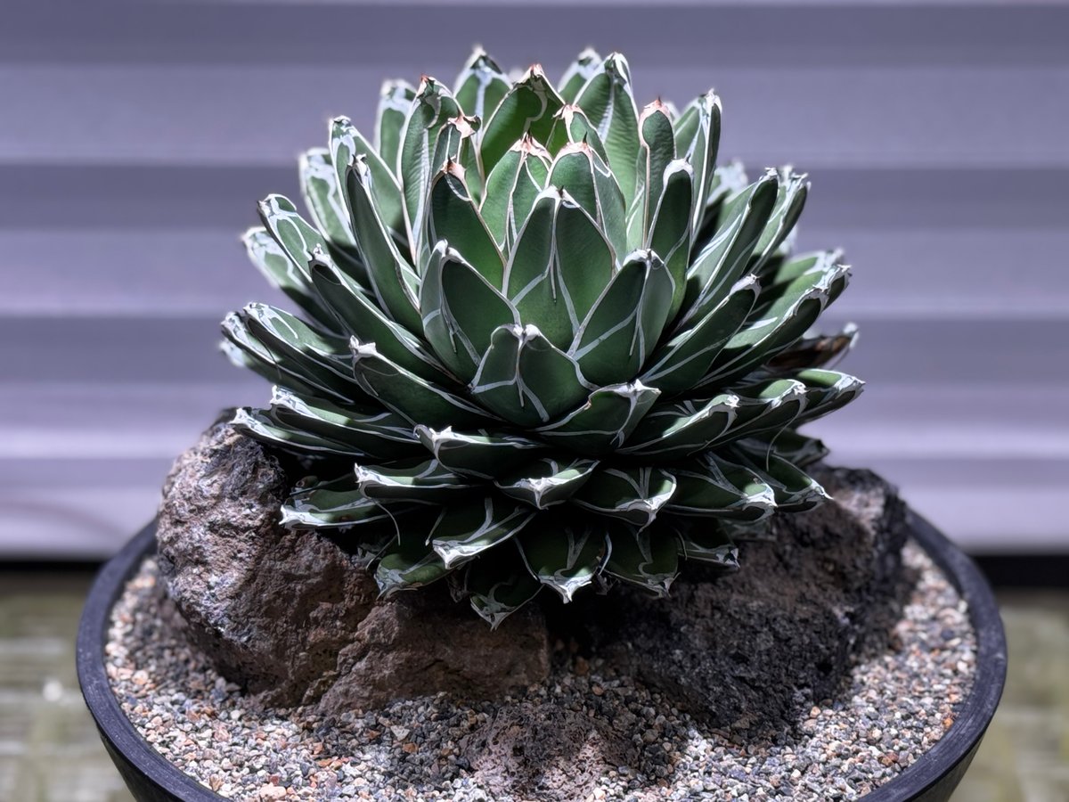 アガベ・笹の雪 Habitat Style-002｜agave victoriae-regin