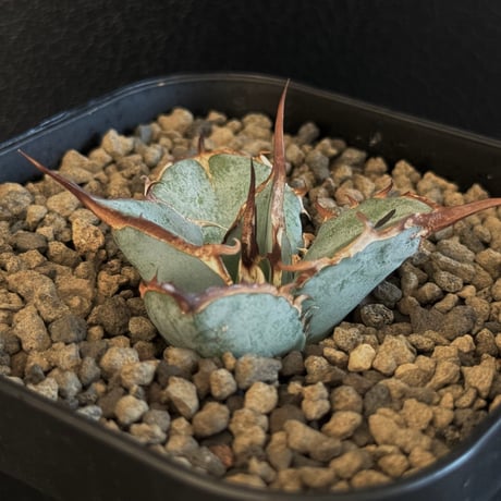 アガベ チタノタブルー 種子 500粒 Agave titanota blue アガベ チタノタブルー 種子 100粒 Agave titanota blue - メルカリ