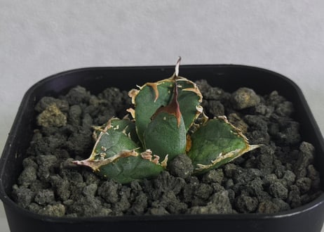 CATEGORY Titanota warthog｜疣猪 | Plus_Plants STORE