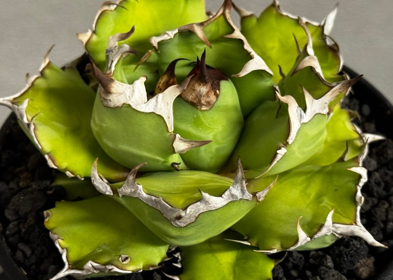 アガベ・チタノタ 姫厳竜(厳選)-099｜agave titanota dwarf | Plu