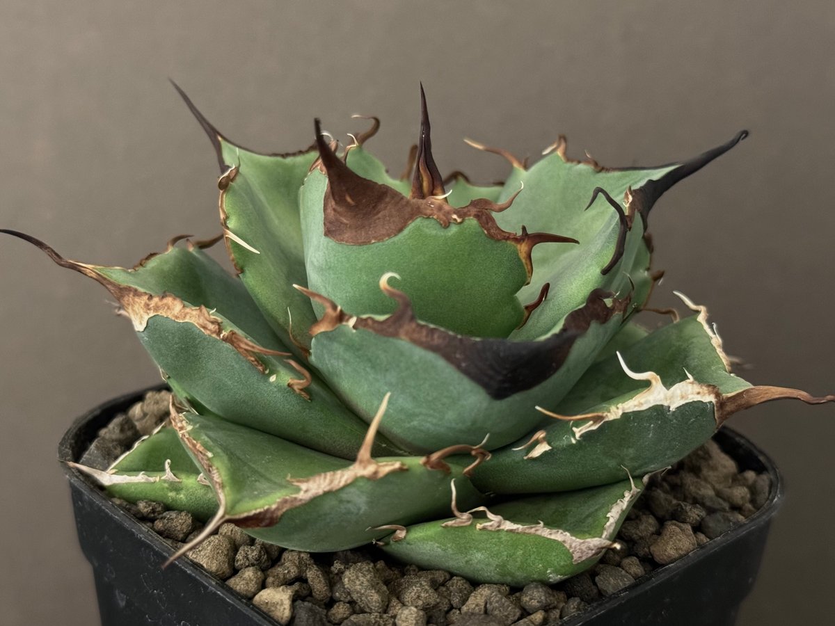 アガベ チタノタ 有望株 【公式通販】