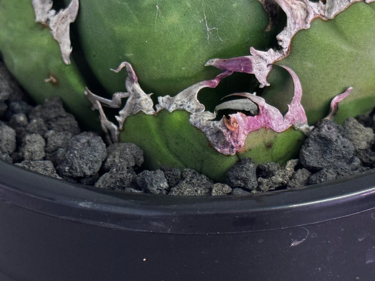 アガベ チタノタ 凱撒 シーザー Caesar② アガベ チタノタ シーザー 凱撒/cae-09 | アガベ専門店 モンスターハウス