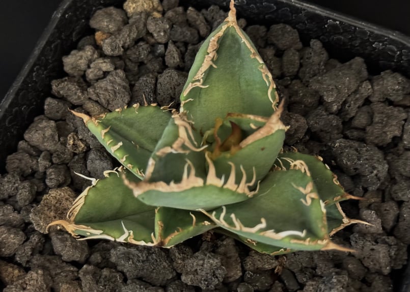 ◇子株付き◇アガベ・チタノタ 隕石(ミーティアライト)-022