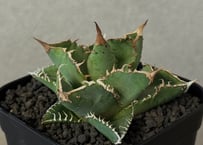 アガベ・チタノタ白鯨（縞斑）中-001｜agave titanota white whale