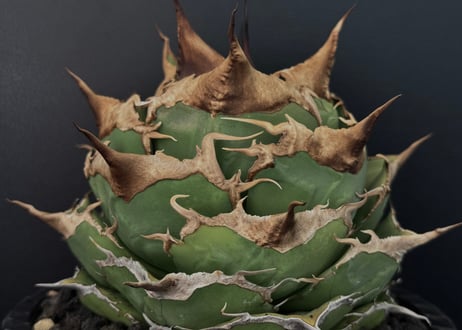 アガベ・チタノタ 黒豹（芽）-057｜agave titanota black panther
