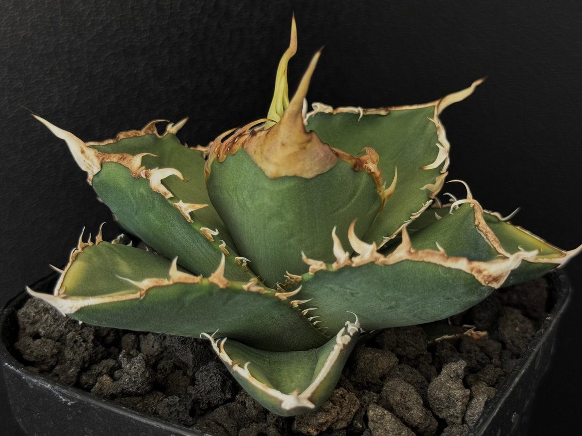 OZWRT Spirit of agave アガベの精霊 OZWRT Spirit of Pachypodium agave アガベの精霊