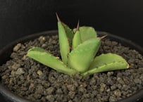 アガベ・チタノタ 緑幽霊(中)-010｜agave titanota green ghost