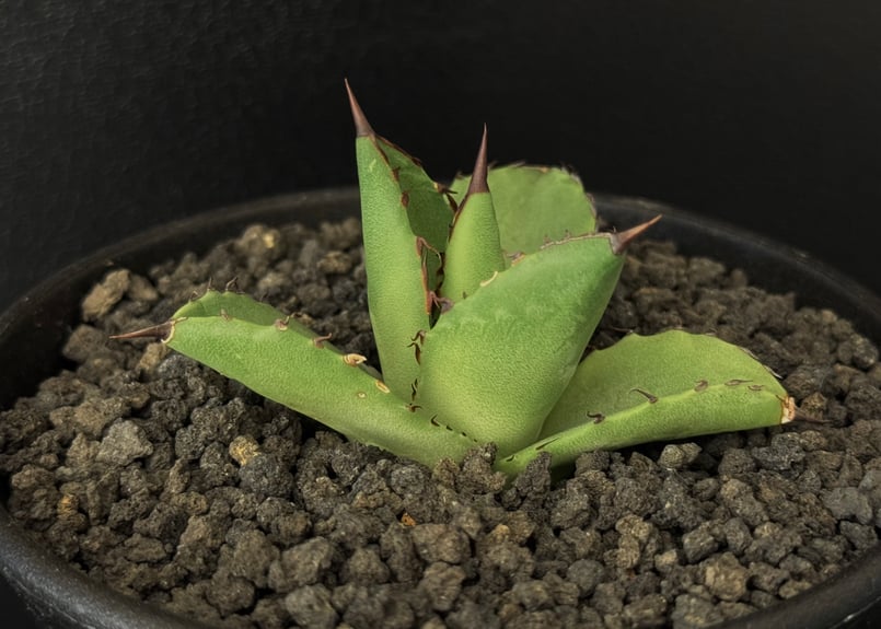 アガベ・笹の雪（抜き苗）③ アガベ：笹の雪 3号鉢植え の通販 | 園芸ネット