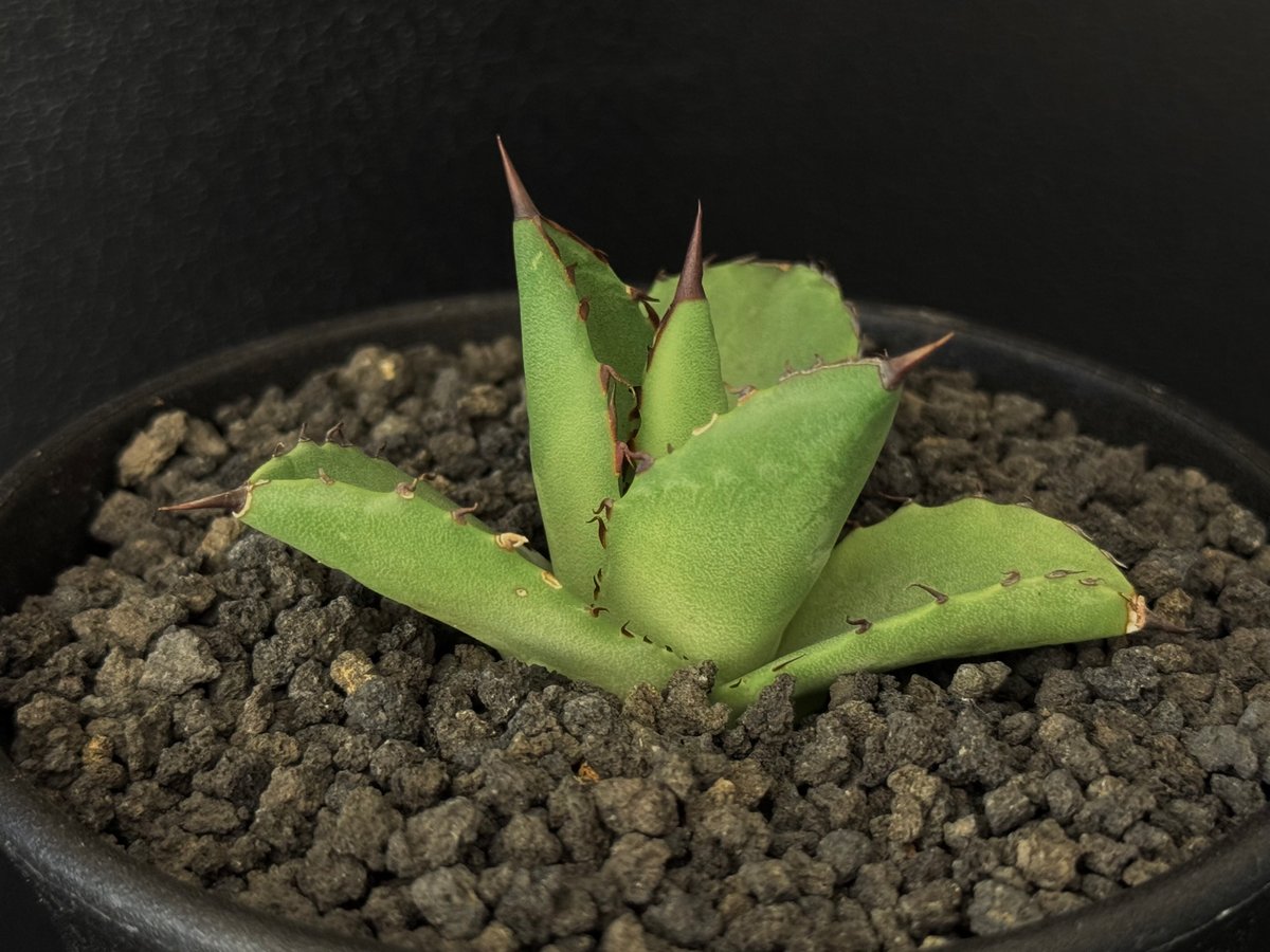 イシスメンシスハイブリッド Agave Hyb filifera×isthmensis / 4号鉢 アガベ フィリフェラ