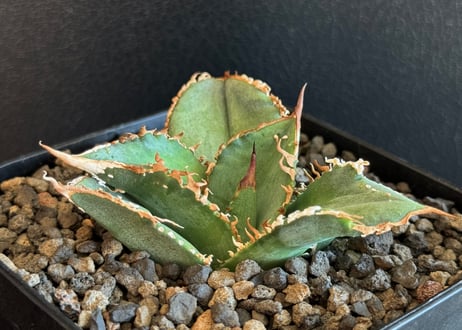 アガベ・チタノタ　蒼龍(芽)-002｜agave titanota blue dragon