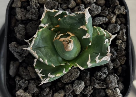 アガベ・チタノタ 魔丸（芽）-043｜agave titanota imps