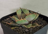 姫厳竜　白中斑　子株 アガベ・チタノタ 姫厳竜白中斑（小株）-001｜agave titanota