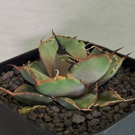 アガベ黒豹 | STORES