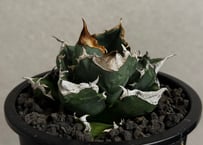 アガベ・チタノタ 白火焔(中株/台湾Hanes)-031｜agave titanota white flame