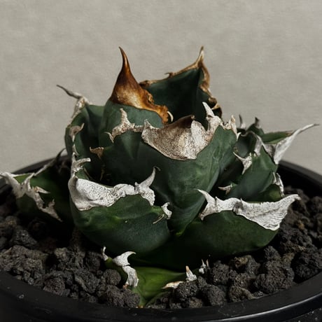 アガベチタノタ　白火焔　黒火焔　中株 アガベ白火焔 | STORES