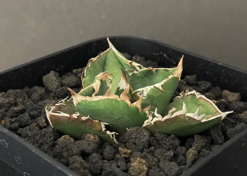 アガベ・チタノタ CG01 追星(芽/大)-008|agave CG01/Cok アガベ・チタノタ CG01 追星(芽/大)-008|agave CG01/Cok