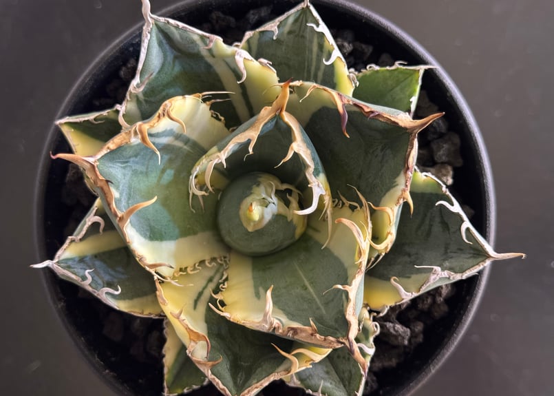 アガベ・チタノタ白鯨（覆輪）中-004｜agave titanota white