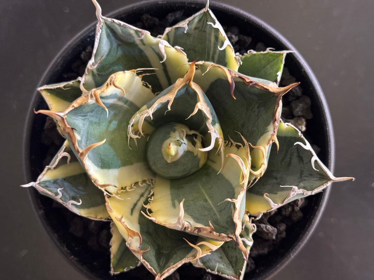 アガベ・チタノタ白鯨（覆輪）中-004｜agave titanota white