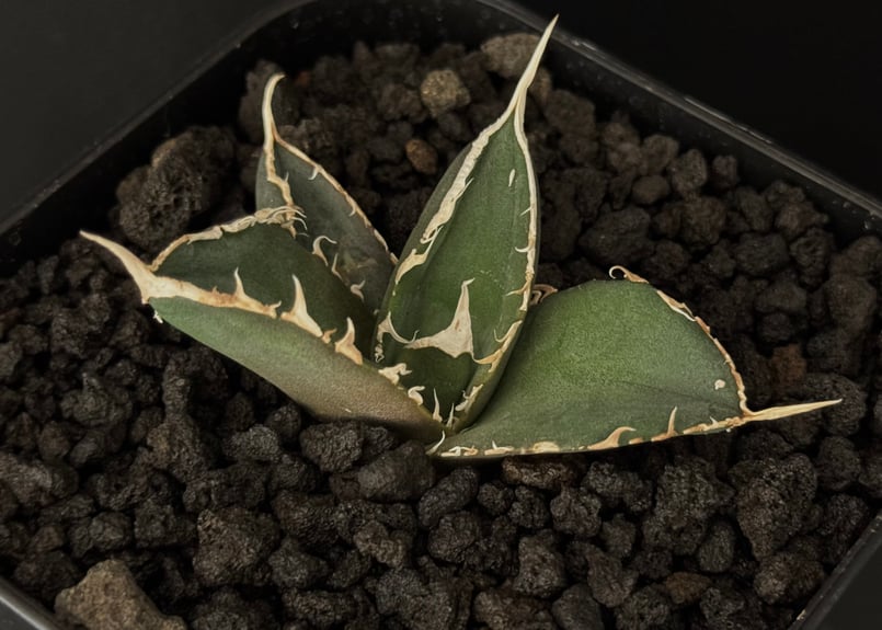アガベ・チタノタ 緑幽霊（芽）-003｜agave titanota green