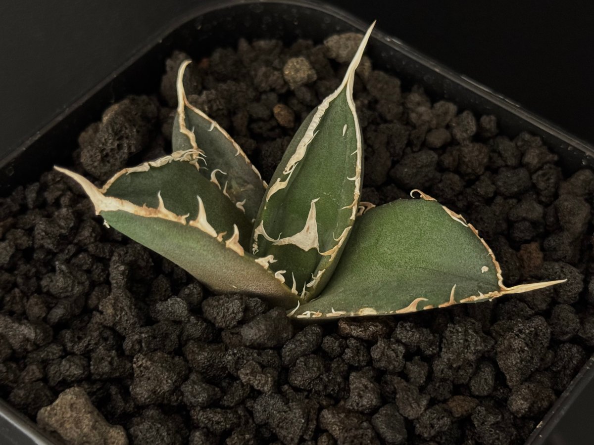 アガベ・チタノタ 緑幽霊（芽）-003｜agave titanota green