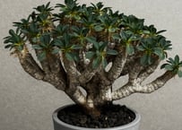 ユーフォルビア・ギラウミニアナ(大株)-001｜Euphorbia guillauminiana