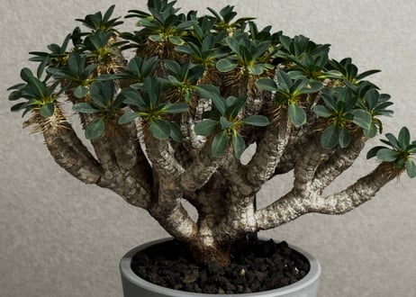 ユーフォルビア・ギラウミニアナ(大株)-001｜Euphorbia guillauminiana